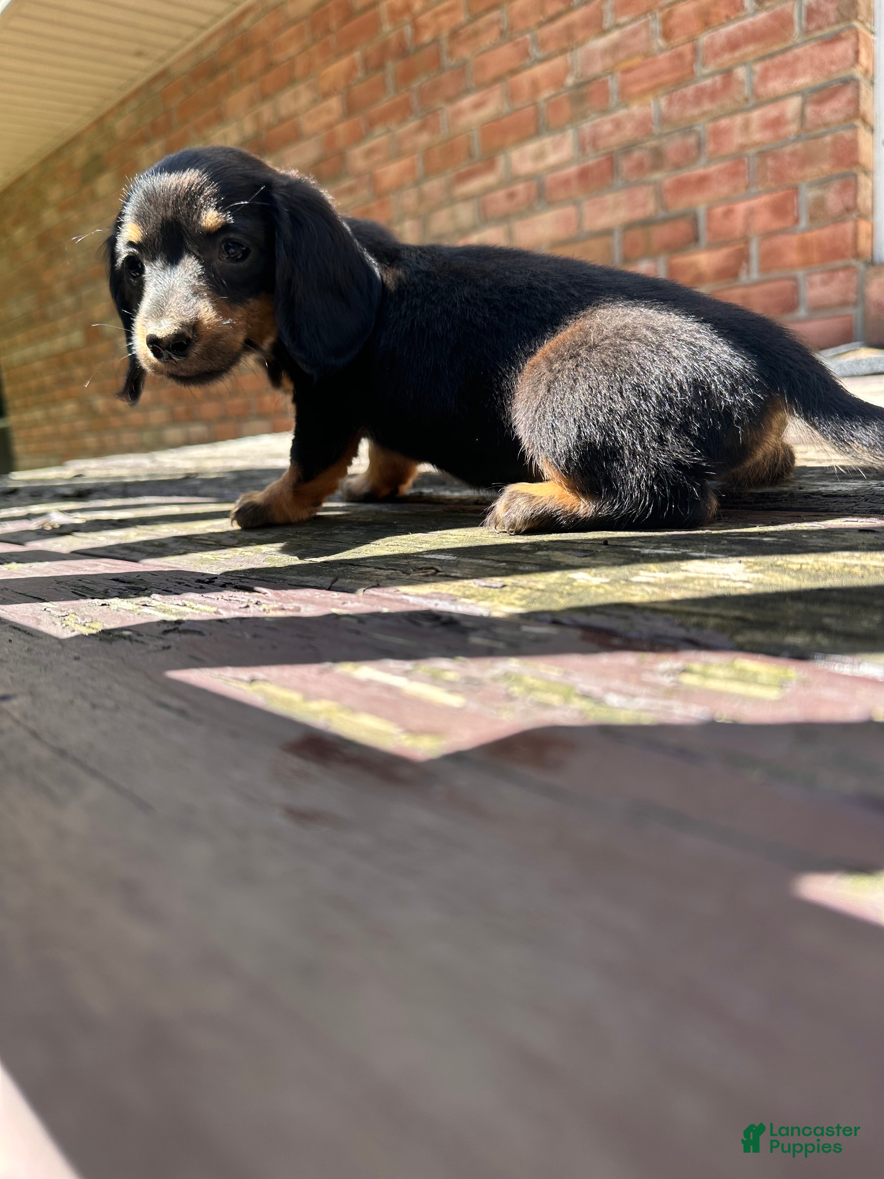 Dachshund dogs Female Three - Ad 1