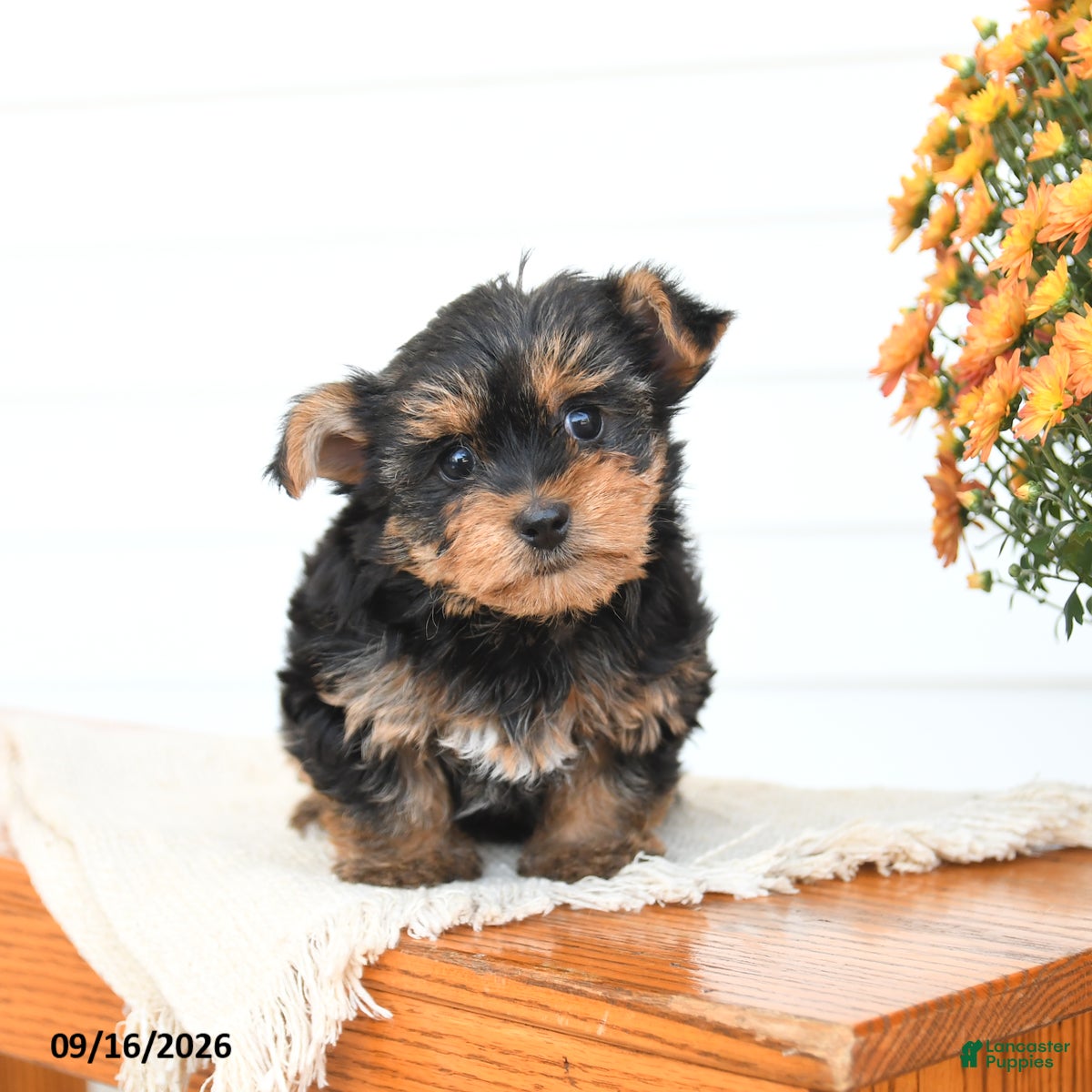 Yorkshire Terrier dogs Daisy - Ad 1
