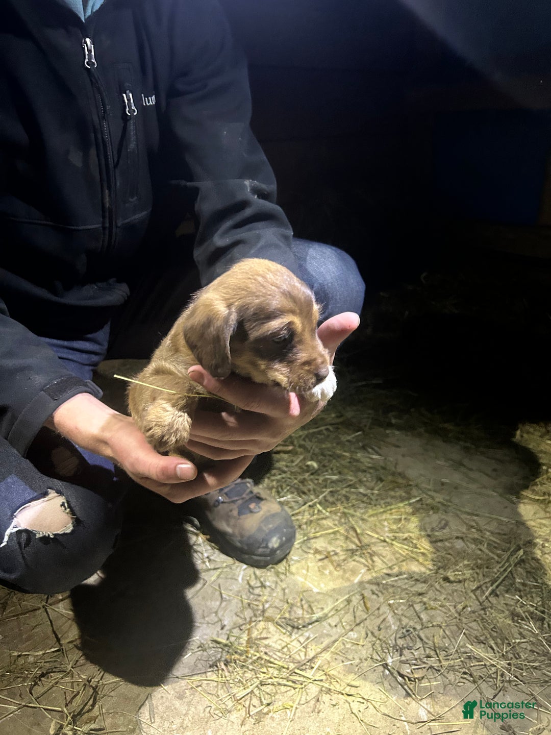 Jackapoo dogs for sale: Jackapoo Puppy 1 - Ad 3