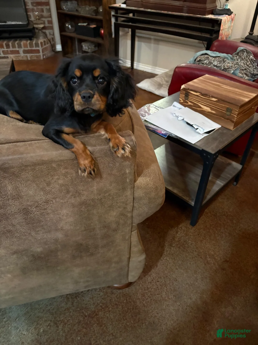 Cavalier King Charles Spaniel dogs for sale: Cavalier King Charles Spaniel 2 - Ad 3