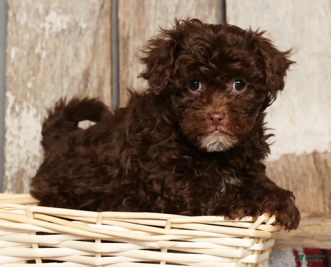 Havapoo dogs for sale: Sasha - Ad 4