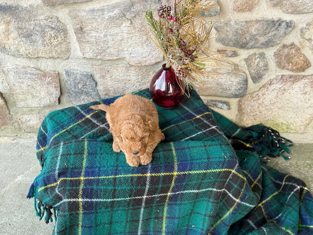 Mini Goldendoodle dogs for sale: Snowball - Ad 2