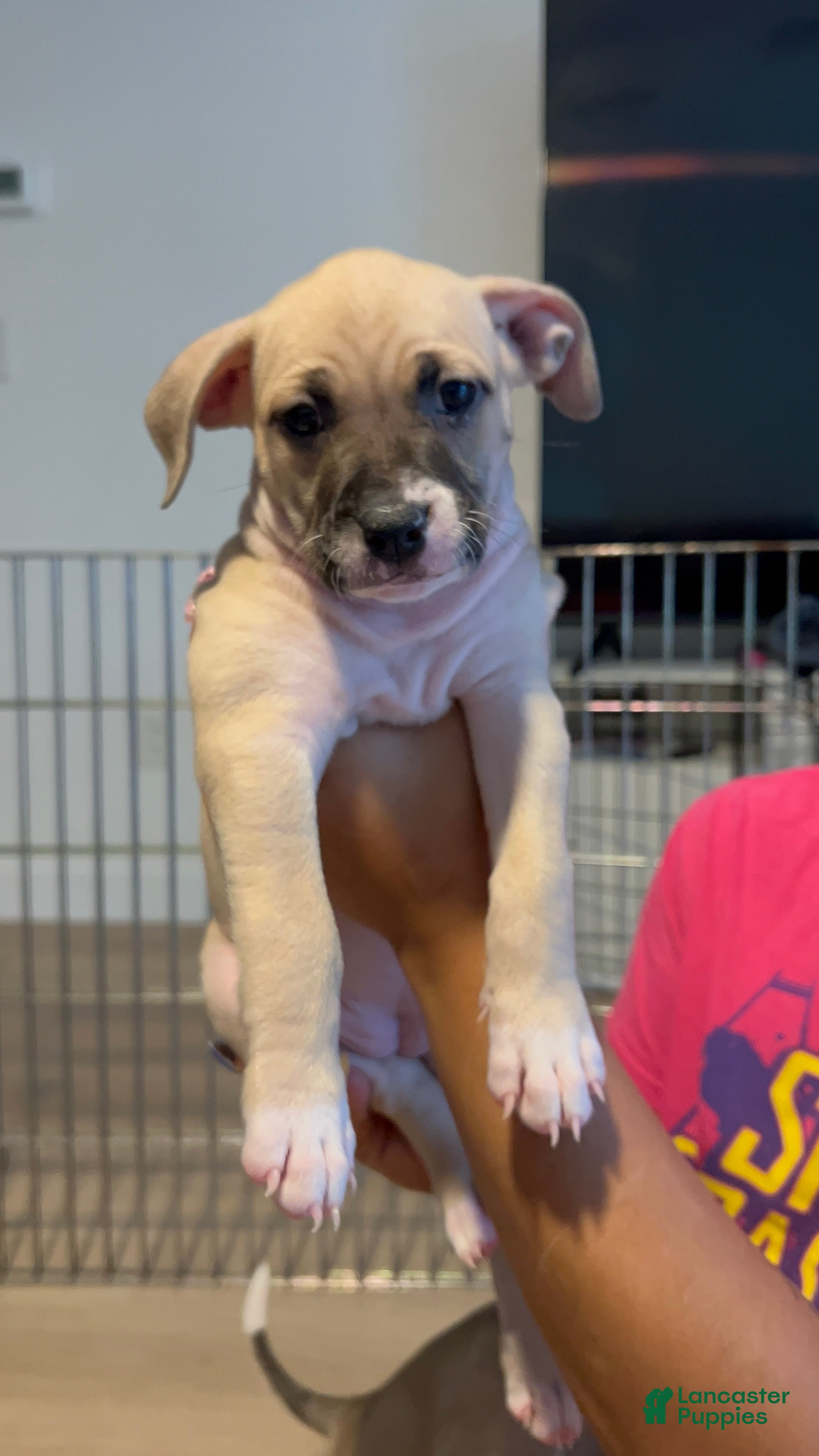 Mixed Breed dogs Mixed Breed 3 - Ad 37