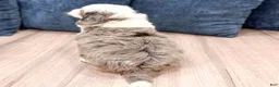 Mini Bernedoodle dogs for sale: Thor - Ad 6
