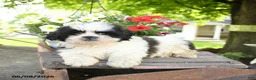 Teddy Bear dogs for sale: Eli  - Ad 1