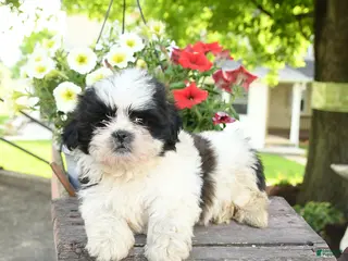 Teddy Bear dogs for sale: Eli - Ad 1