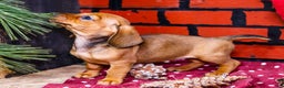 Miniature Dachshund dogs for sale: Willow - Ad 5