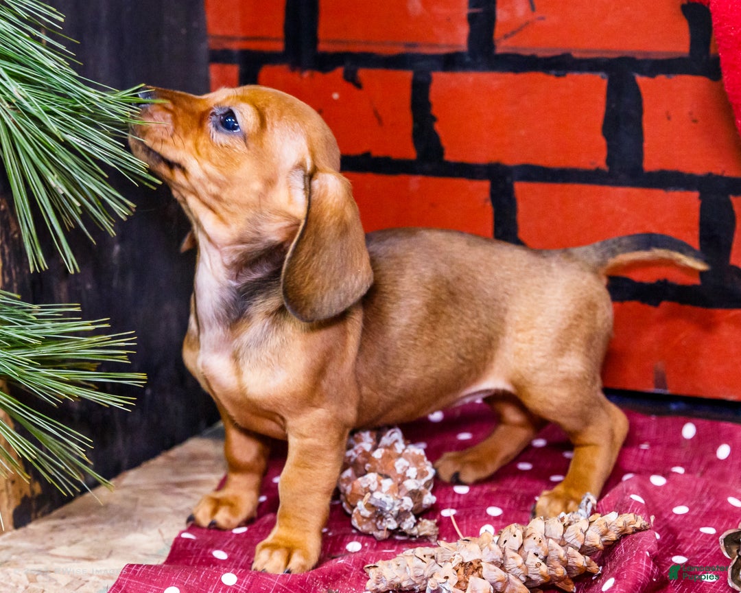 Miniature Dachshund dogs for sale: Willow - Ad 5