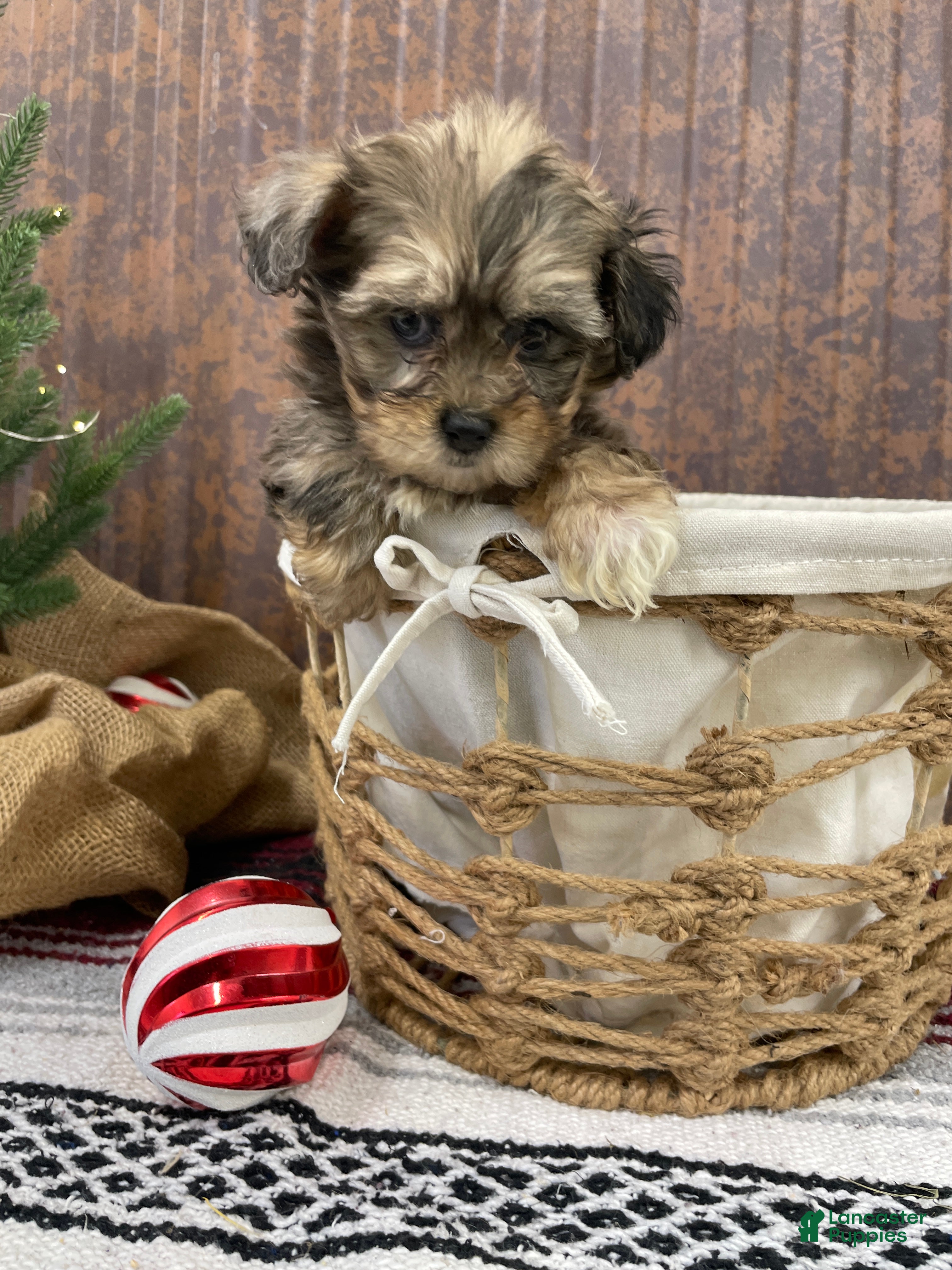 Shihpoo dogs Callie - Ad 42