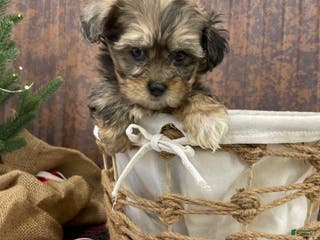 Shihpoo dogs Callie - Ad 40