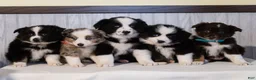 Miniature Australian Shepherd dogs for sale: Cinnamon  - Ad 9
