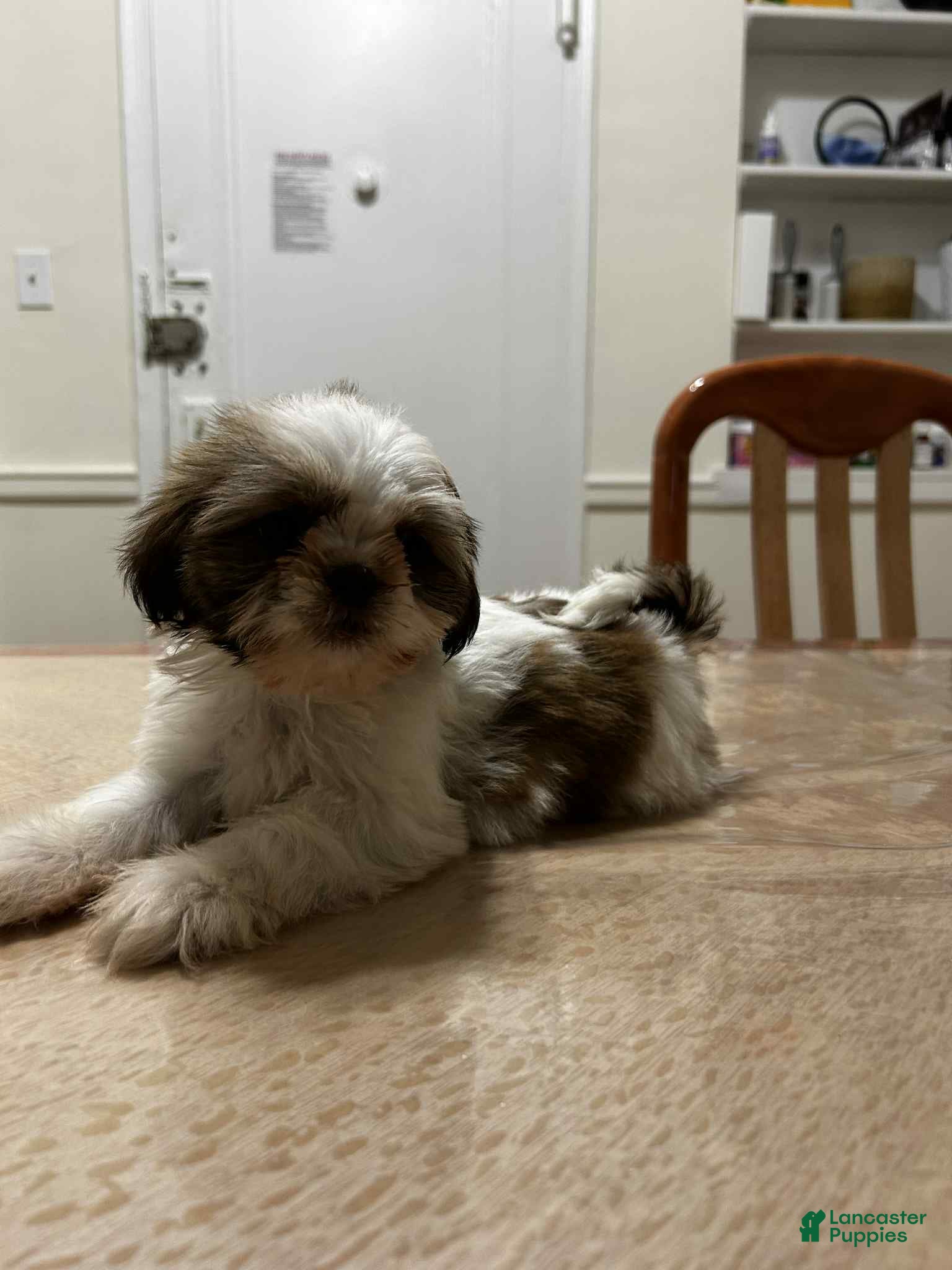 Shih Tzu dogs Bella - Ad 36