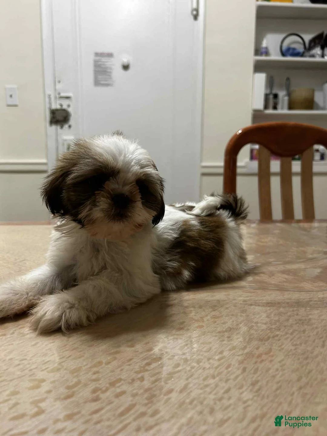 Shih Tzu dogs for sale: Bella - Ad 1