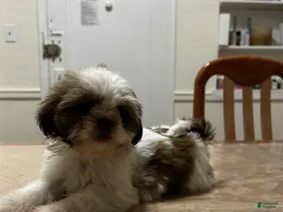 Shih Tzu dogs Bella - Ad 36