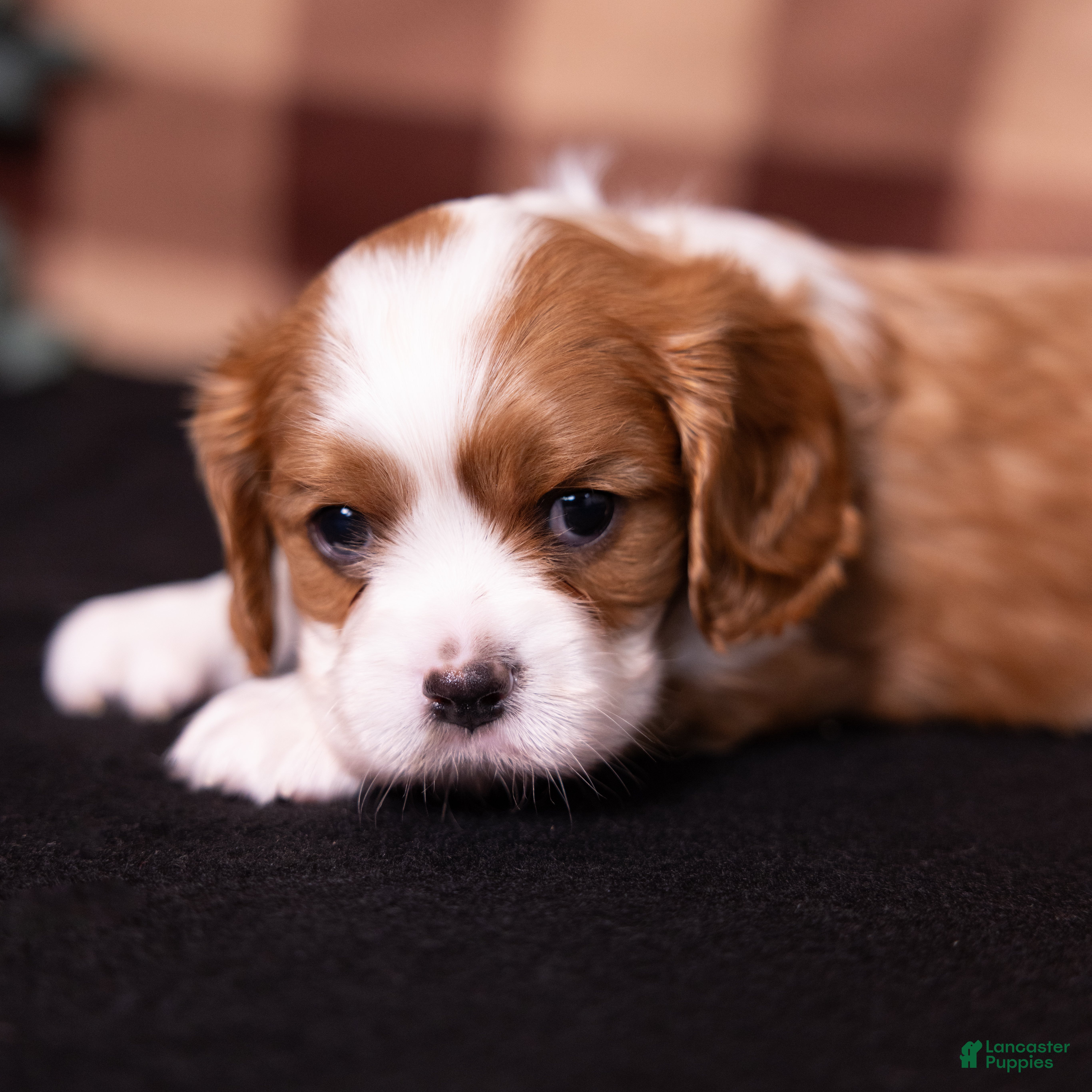 Cavalier King Charles Spaniel dogs Talon - Ad 1