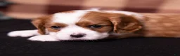 Cavalier King Charles Spaniel dogs for sale: Talon - Ad 1