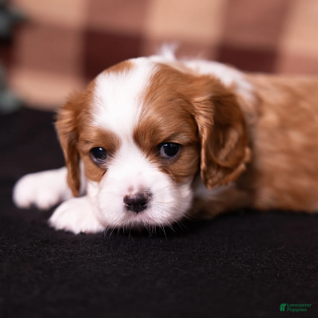 Cavalier King Charles Spaniel dogs for sale: Talon - Ad 1