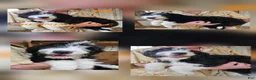 Bernedoodle dogs for sale: Bernedoodle  - Ad 10
