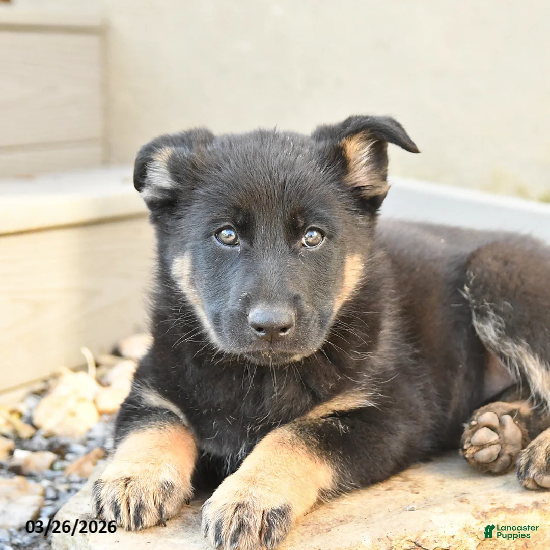 Mixed Breed dogs for sale: Satin - Ad 2