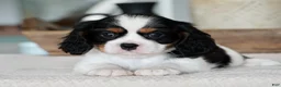 Cavalier King Charles Spaniel dogs for sale: Oakley - Ad 1