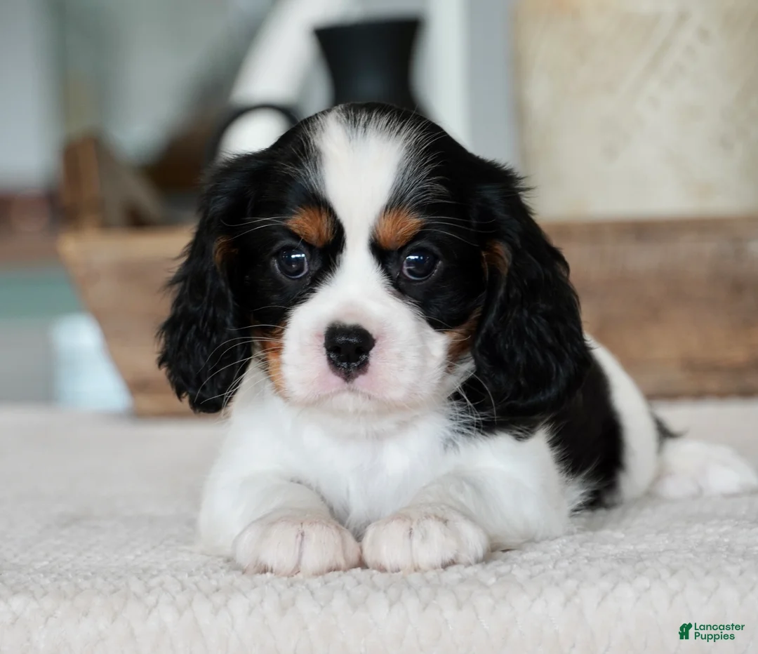 Cavalier King Charles Spaniel dogs for sale: Oakley - Ad 1