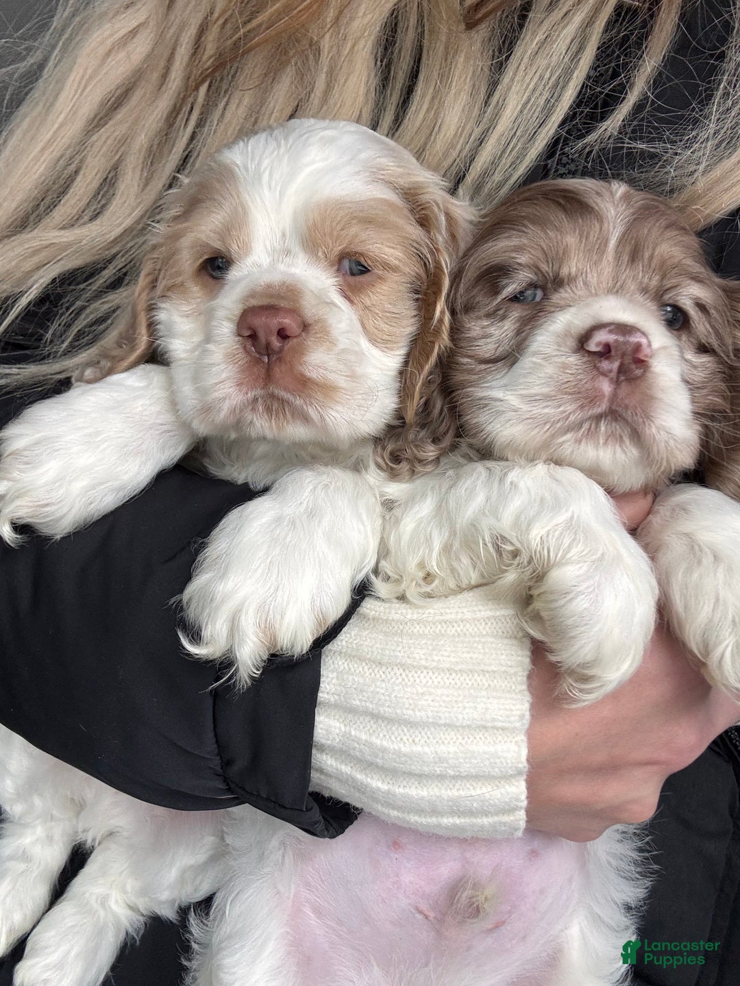 Cocker Spaniel dogs for sale: Oscar Cocker Spaniel Puppy 3 - Ad 3