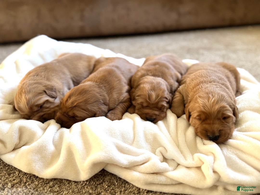 Golden Retriever dogs for sale: Prancer - Ad 5