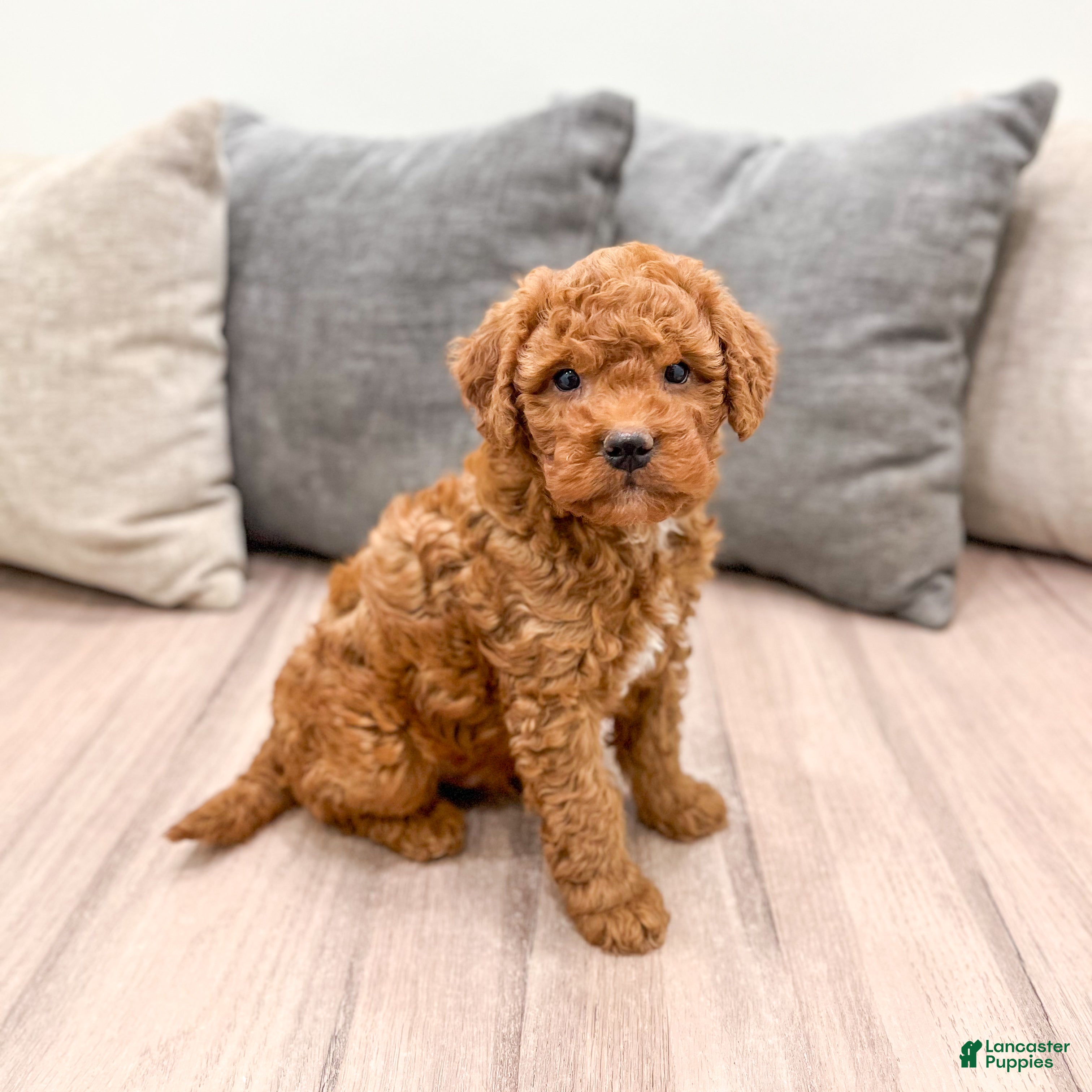 Goldendoodle dogs Max - Ad 2