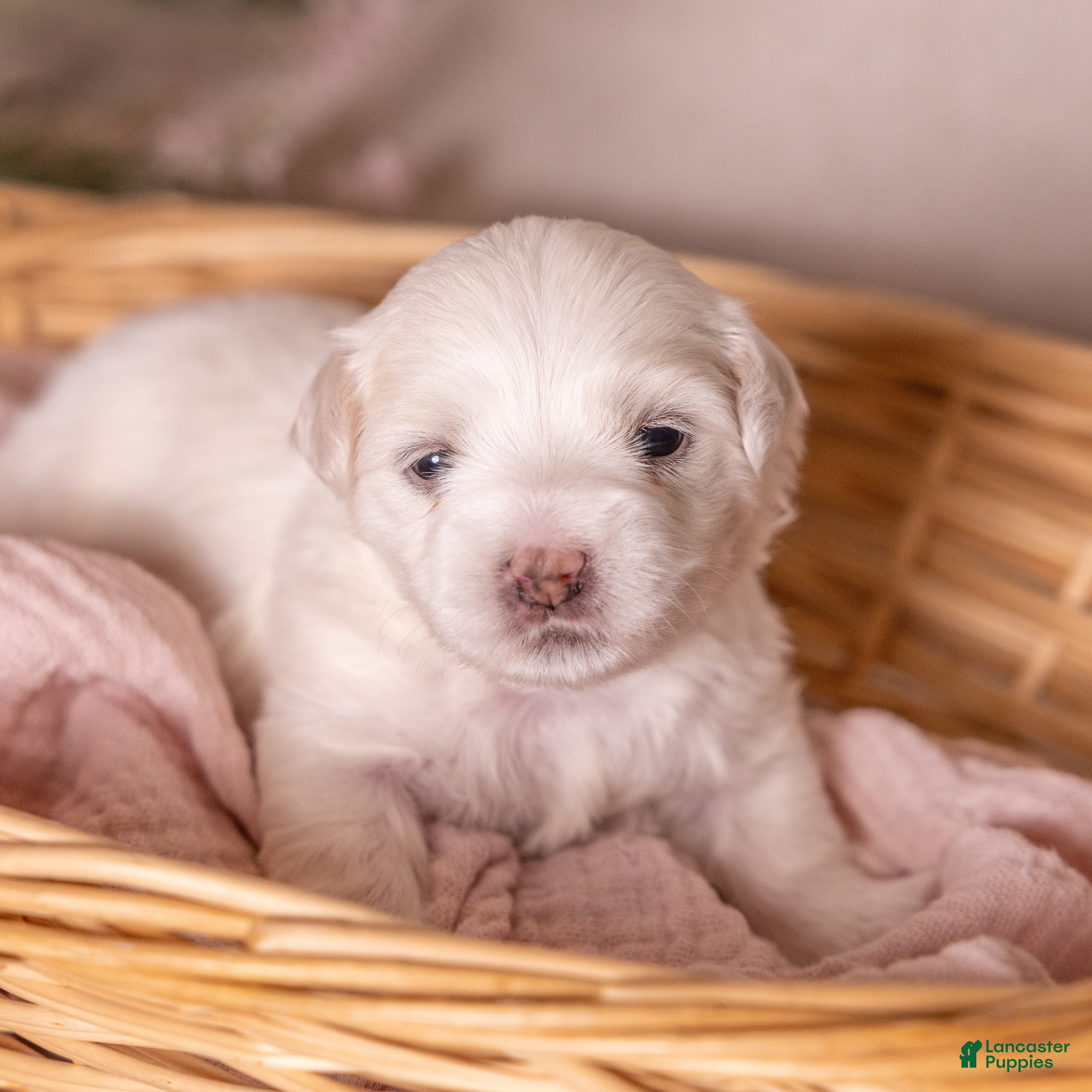 Coton De Tulear dogs Orchid  - Ad 1