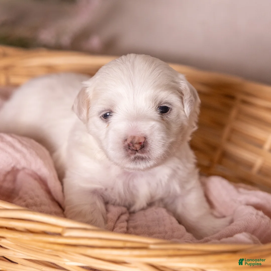Coton De Tulear dogs for sale: Orchid  - Ad 1