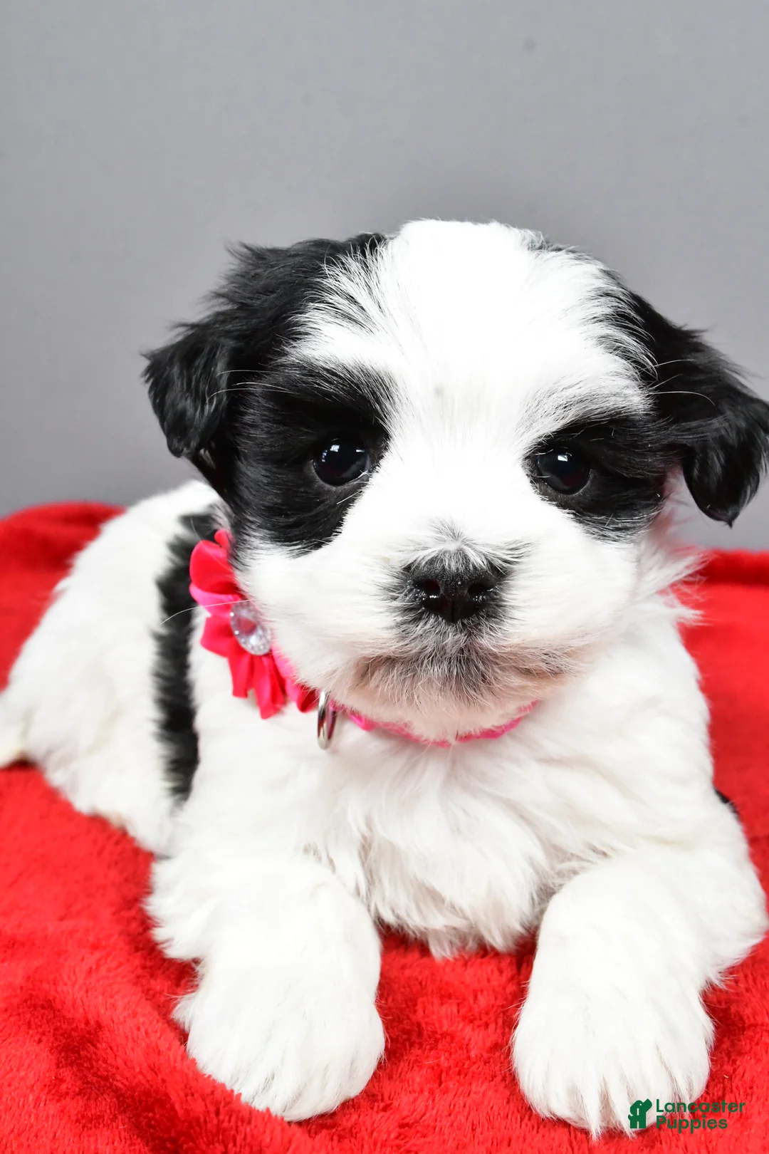 Havanese dogs for sale: Daliah - Ad 2