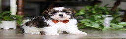 Shih Tzu dogs for sale: Brady - Ad 5