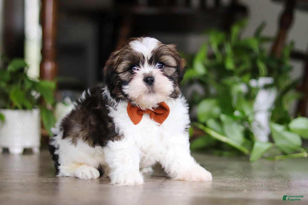 Shih Tzu dogs for sale: Brady - Ad 5