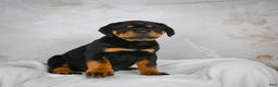 Rottweiler dogs for sale: Tater Tot  - Ad 5
