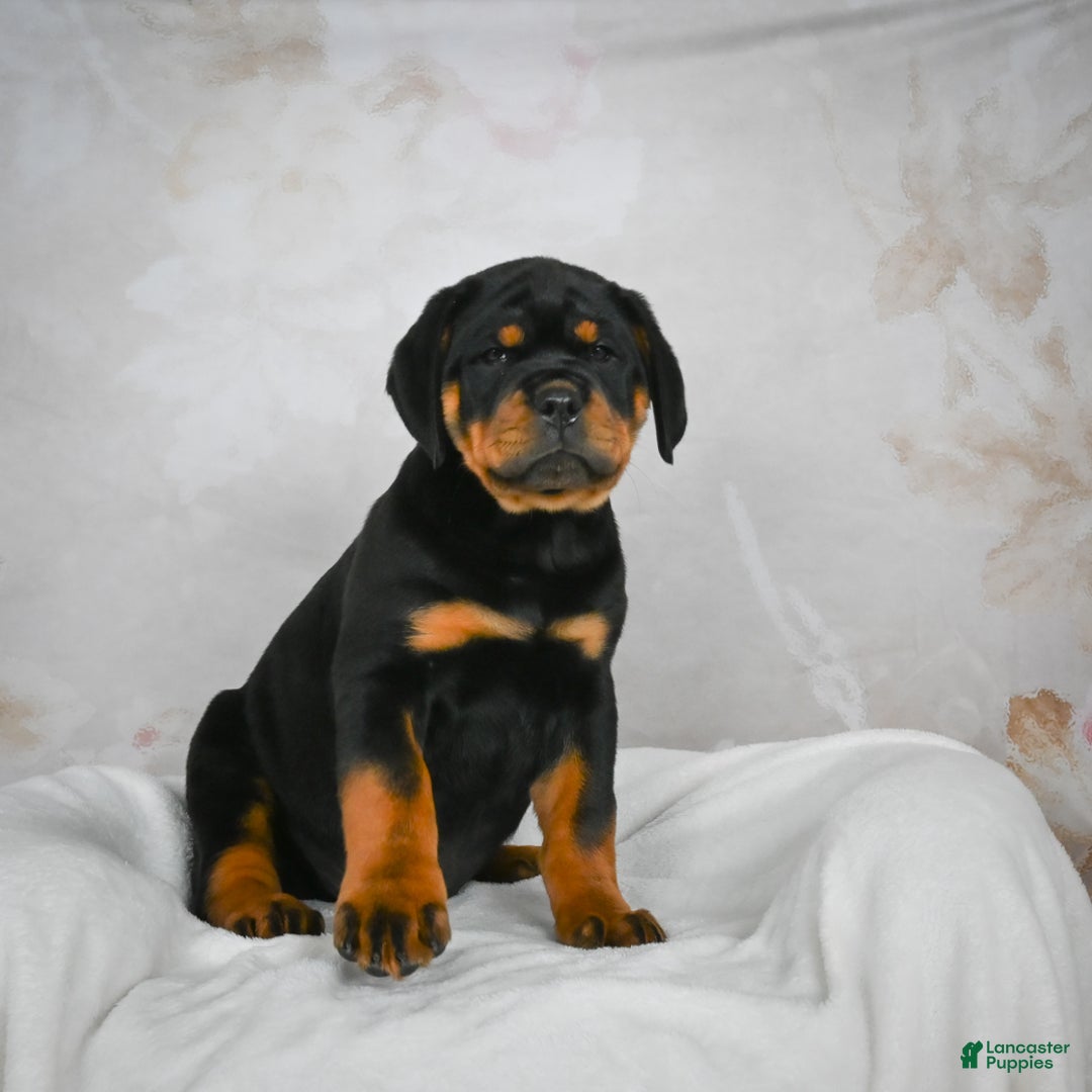 Rottweiler dogs for sale: Tater Tot  - Ad 5