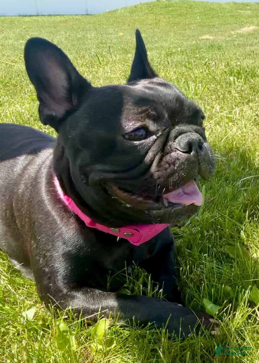 French Bulldog dogs for sale: Tiny - Ad 3