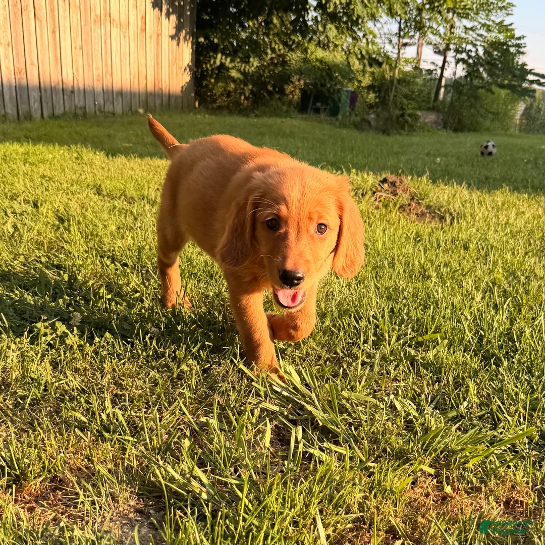Golden Retriever dogs for sale: Rosey - Ad 3