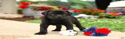 Cane Corso dogs for sale: Rockford - Ad 9