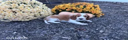 Welsh Springer Spaniel dogs for sale: Luna - Ad 1