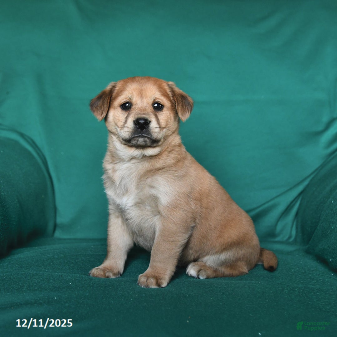 Mixed Breed dogs for sale: Jingles - Ad 2