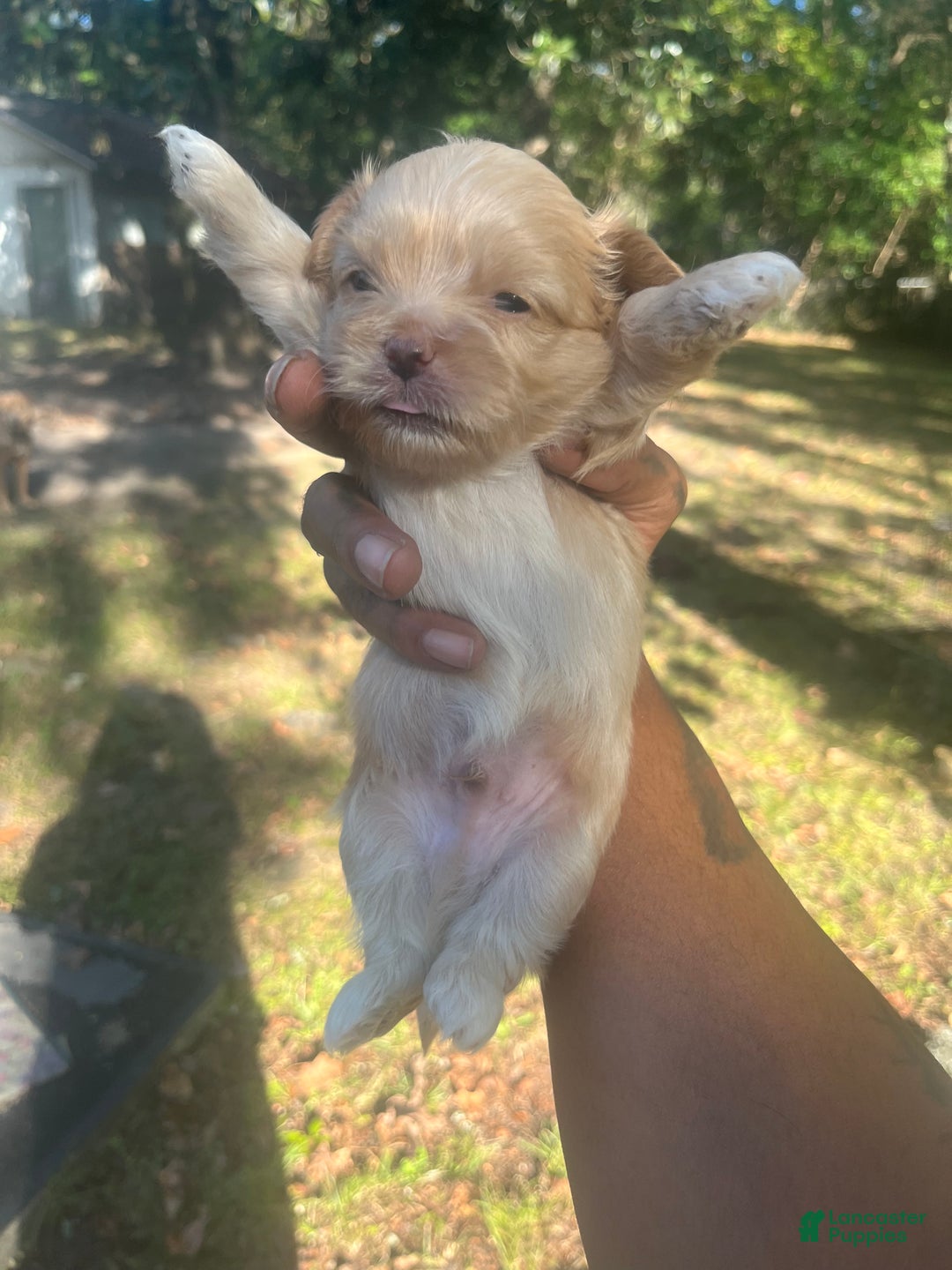 Malshi dogs for sale: Malshi Puppy 1 - Ad 1