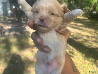 Malshi dogs Malshi Puppy 1 - Ad 29