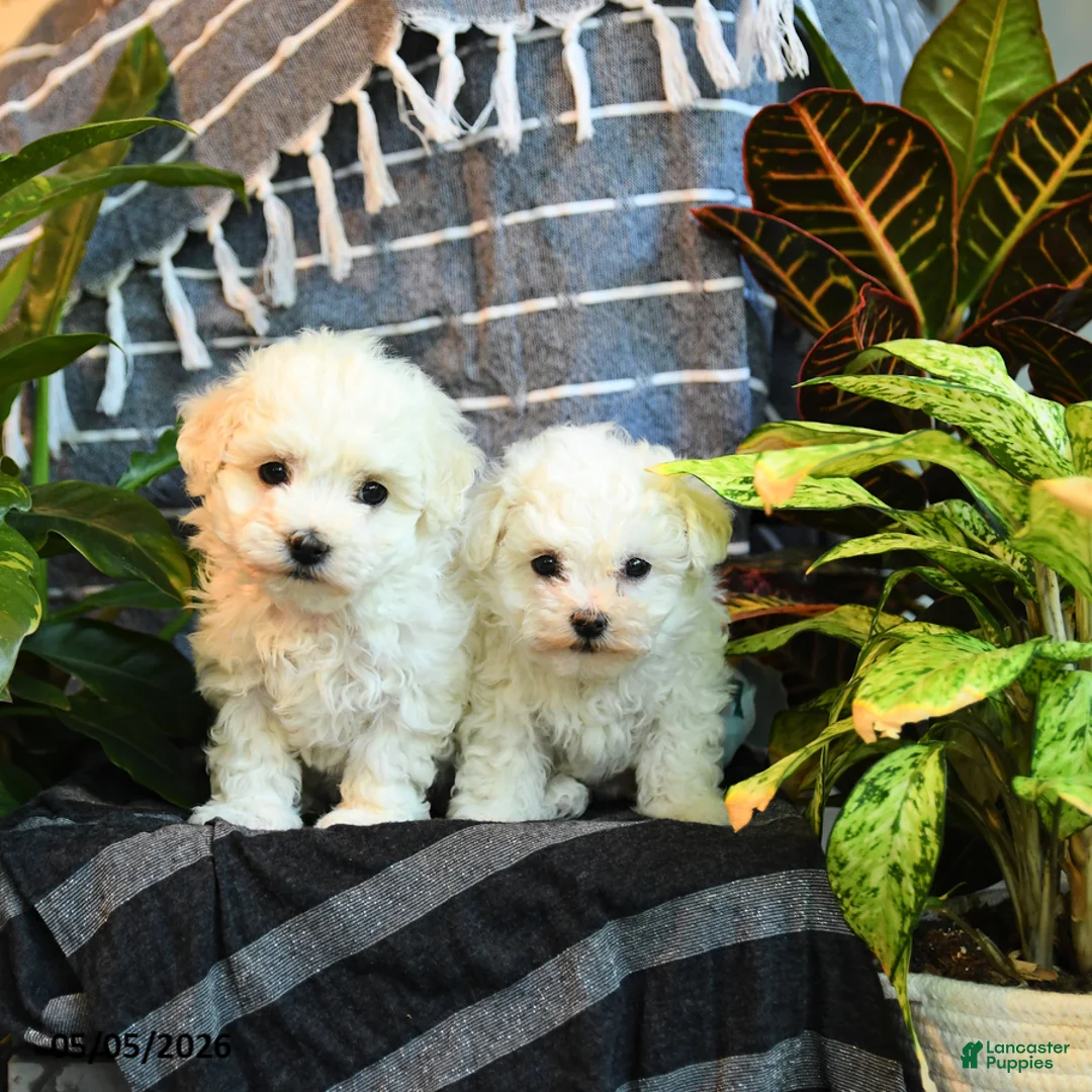 Bichon Frise dogs for sale: Cotton - Ad 5