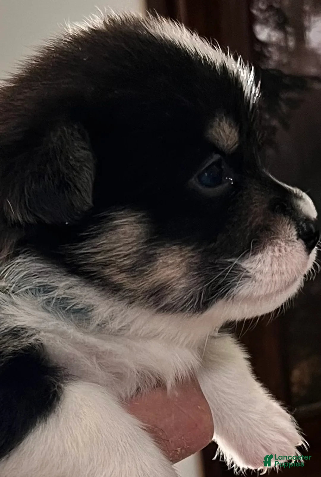 Welsh Corgi Pembroke dogs for sale: Welsh Corgi Pembroke 1 - Ad 1