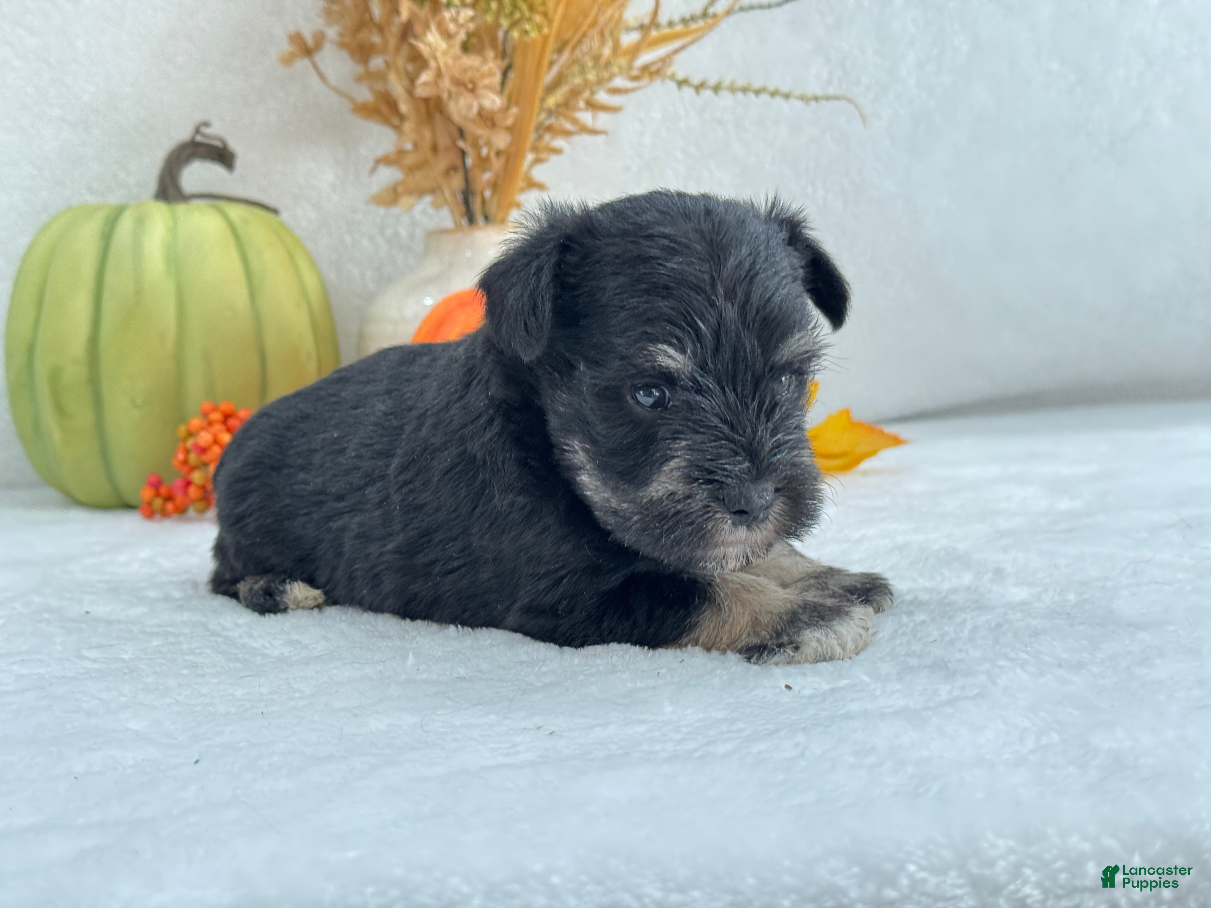 Miniature Schnauzer dogs Miniature Schnauzer Mae Male 5 - Ad 27