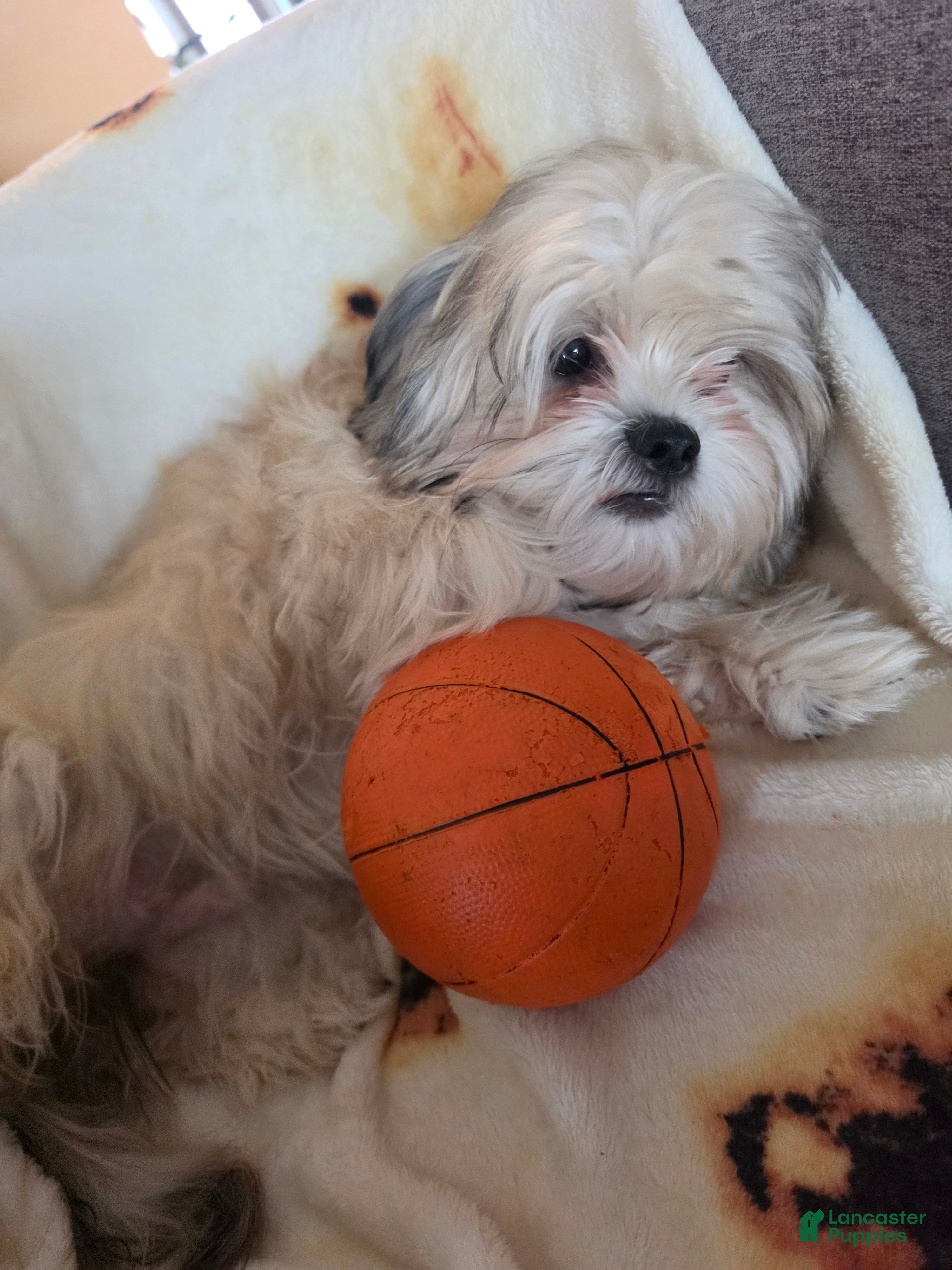 Shorkie dogs for sale: SUGAR - Ad 2