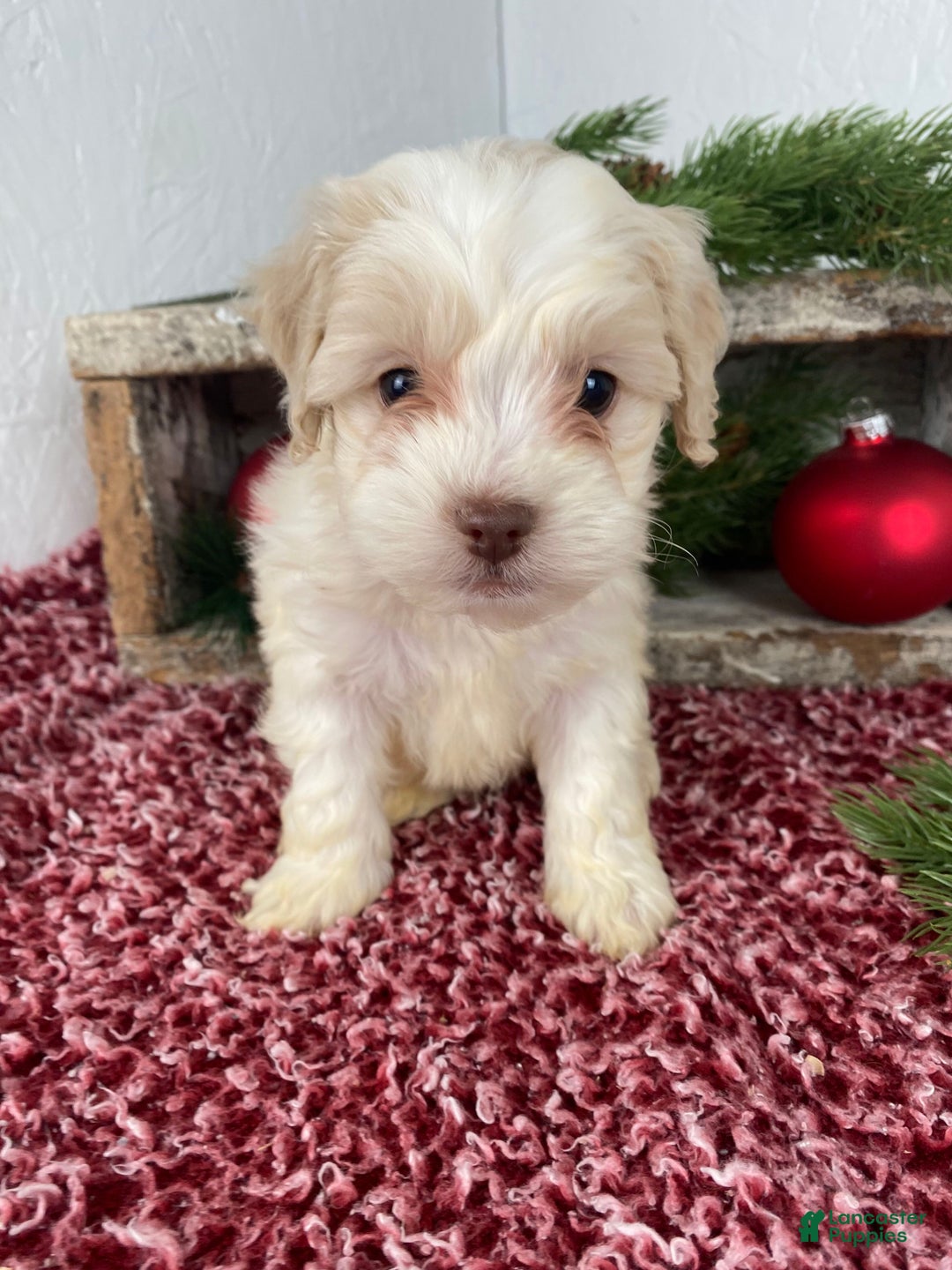 Cockapoo dogs for sale: Cooper - Ad 2