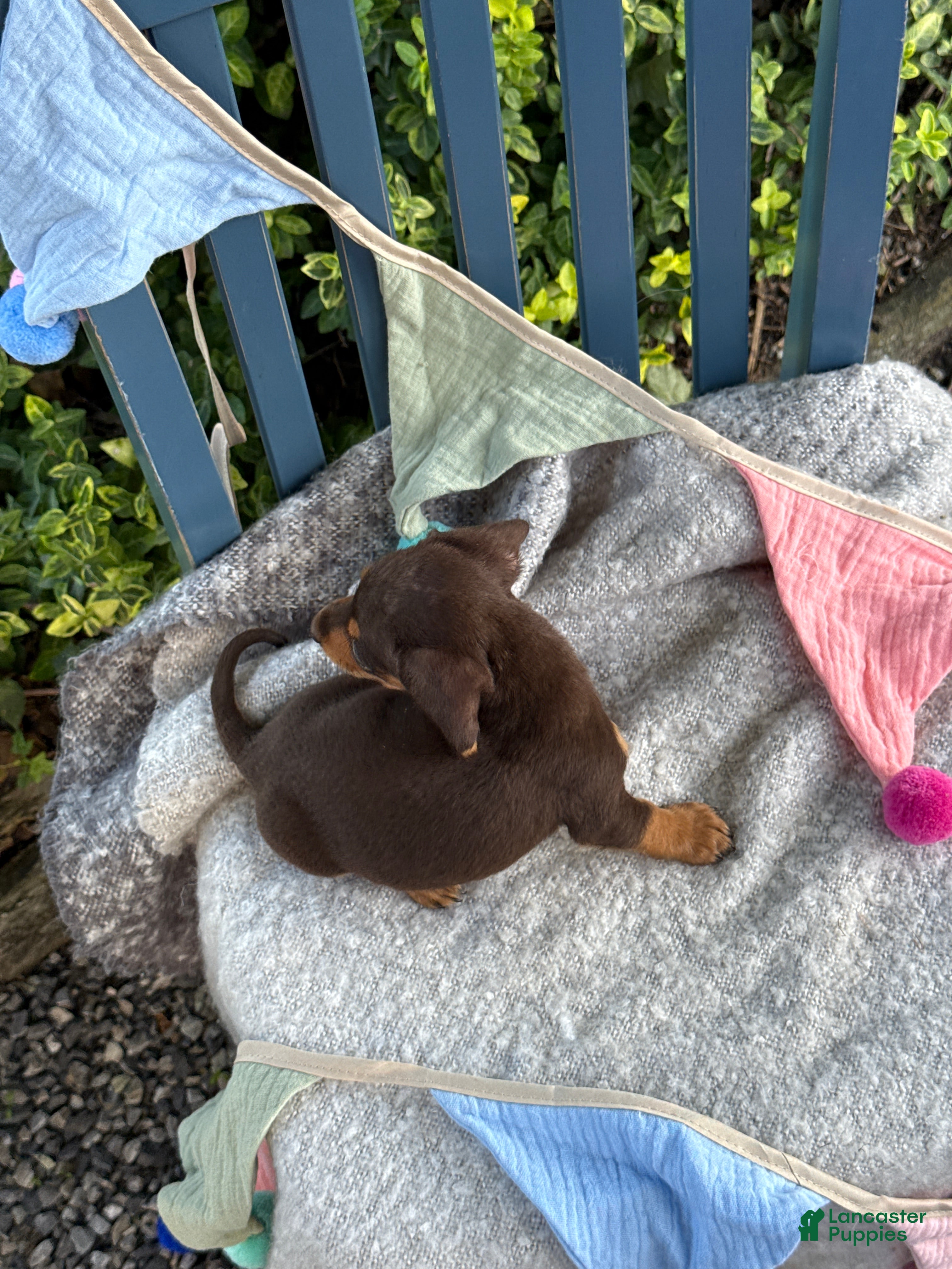 Miniature Dachshund dogs Tinkerbelle - Ad 2
