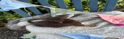 Miniature Dachshund dogs for sale: Tinkerbelle - Ad 2
