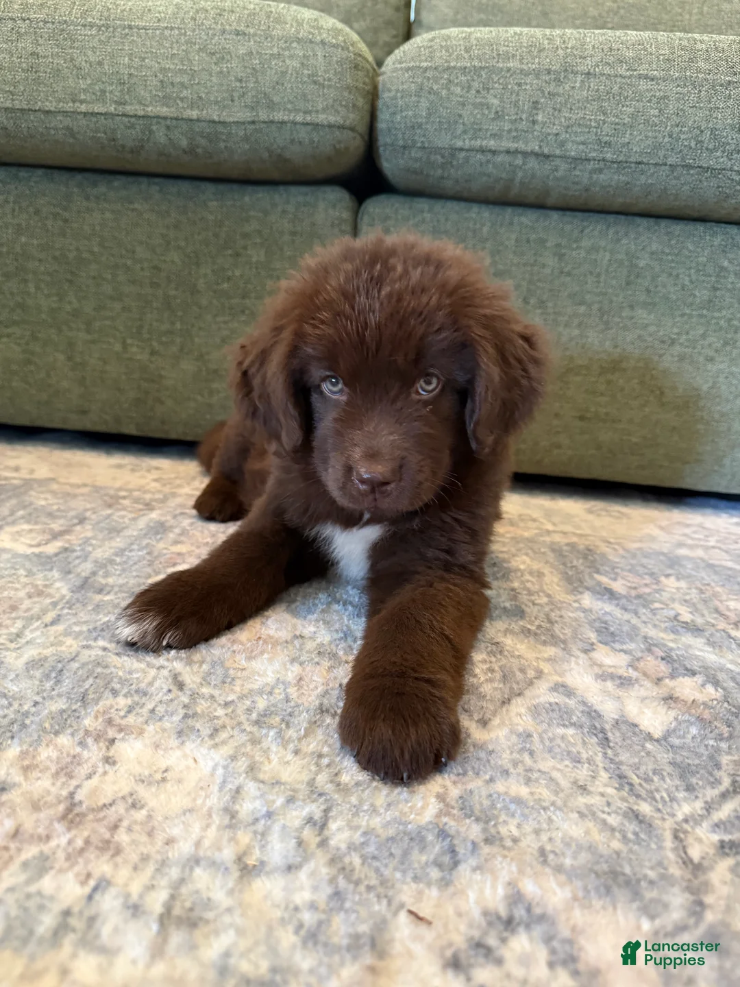 Newfoundland dogs for sale: Newfoundland Pink Female  - Ad 2